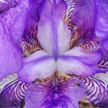 Inside Iris