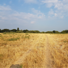 Parched Molesey Heath