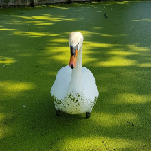 Mucky Swan!