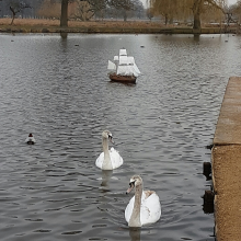 Swans and galleon